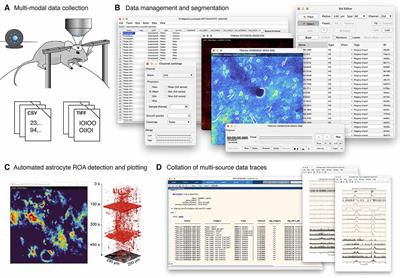 Begonia—A Two-Photon Imaging Analysis Pipeline for Astrocytic Ca2+ Signals